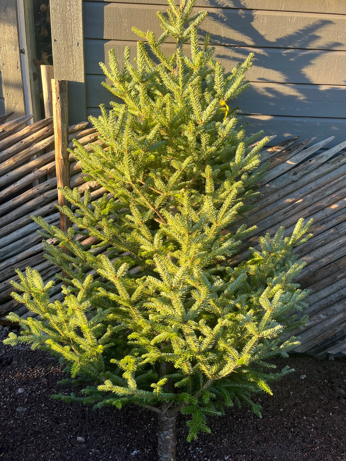 Juletre Edelgran ca.220 høy