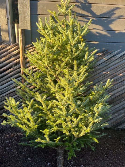 Juletre Edelgran ca.220 høy